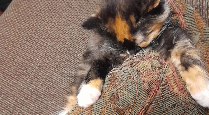 Readjusting to normal sales