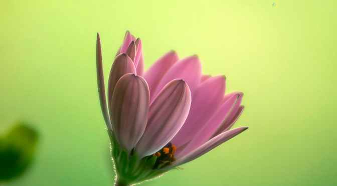 Influencer Management Firm