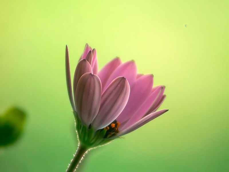 Influencer Management Firm